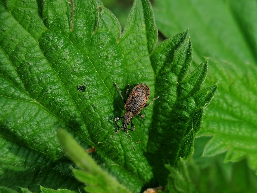 Phyllobius pomaceus - csalán-levélormányos