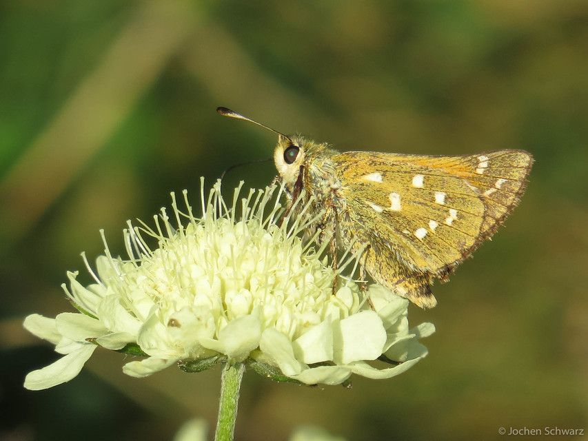 Hesperia comma - vesszős busalepke
