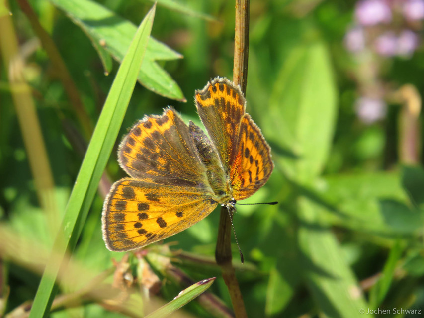 Lycaena virgaureae - arany-tűzlepke