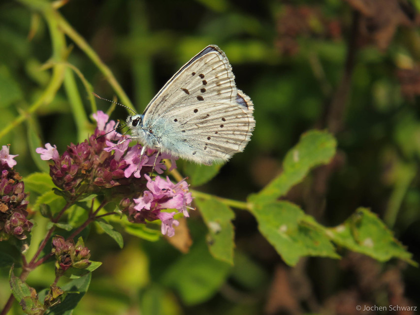 Polyommatus daphnis - csipkés boglárka