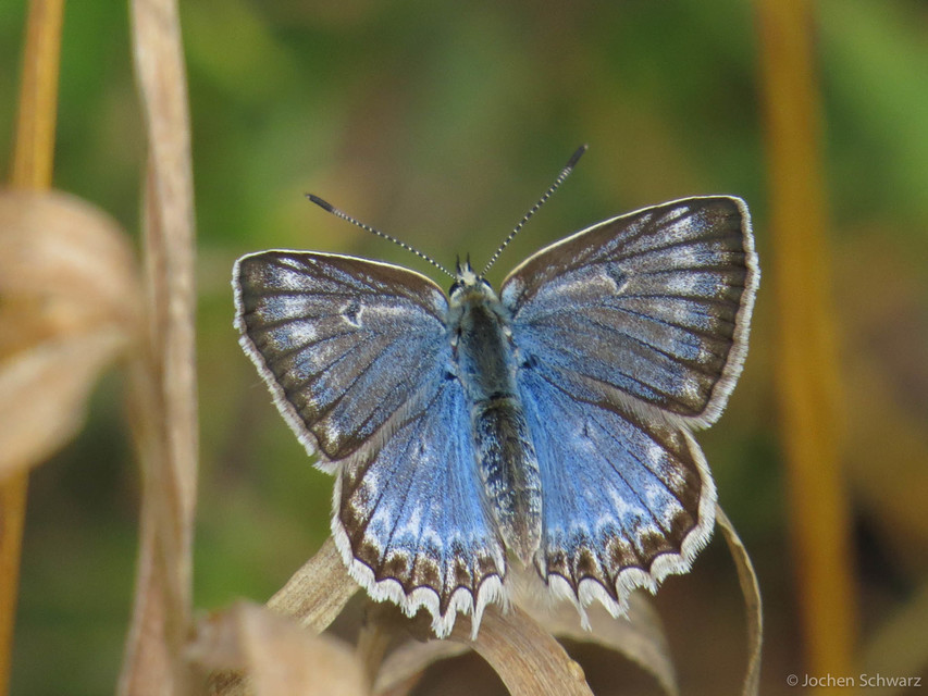 Polyommatus daphnis - csipkés boglárka