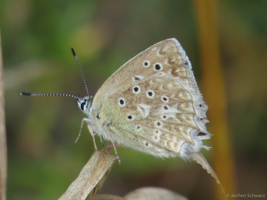 Polyommatus daphnis - csipkés boglárka