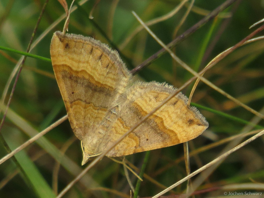 Scotopteryx chenopodiata - libatop-araszoló