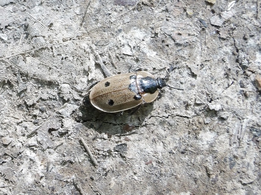 Dendroxena quadrimaculata - négypettyes dögbogár