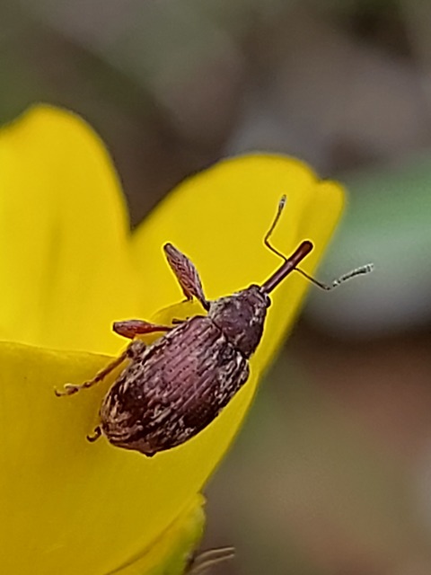 Anthonomus Anthonomus