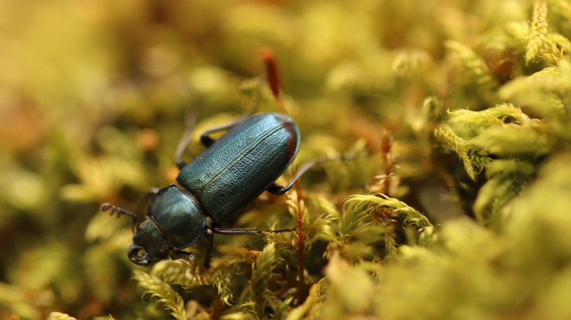 Platycerus caraboides - kis fémesszarvasbogár