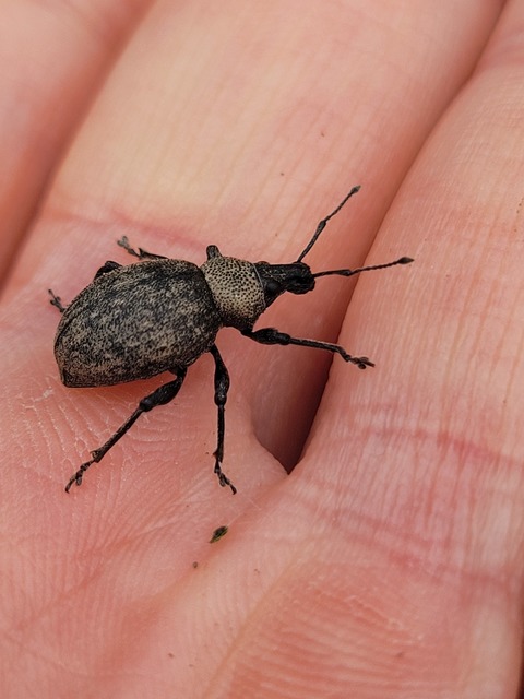 Otiorhynchus ligustici - vincellér-gyalogormányos
