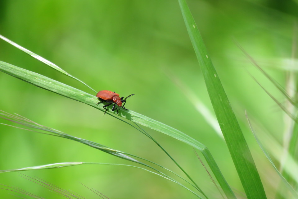Pyrochroa serraticornis - közép-bíborbogár