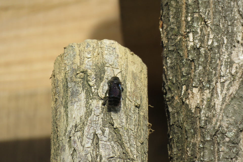 Xylocopa violacea - kék fadongó