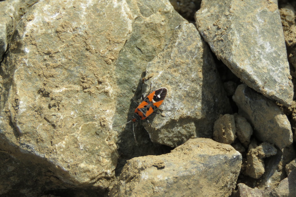 Lygaeus equestris/simulans