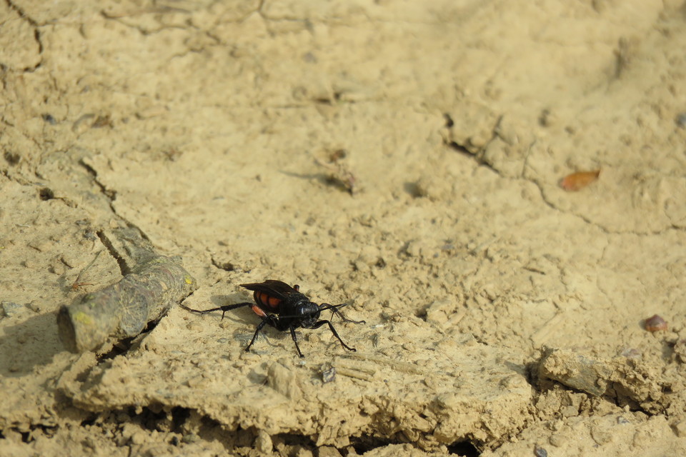 Anoplius viaticus - közönséges útonállódarázs