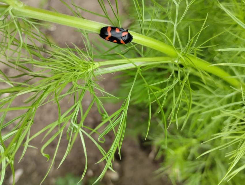 Cercopis arcuata/sanguinolenta