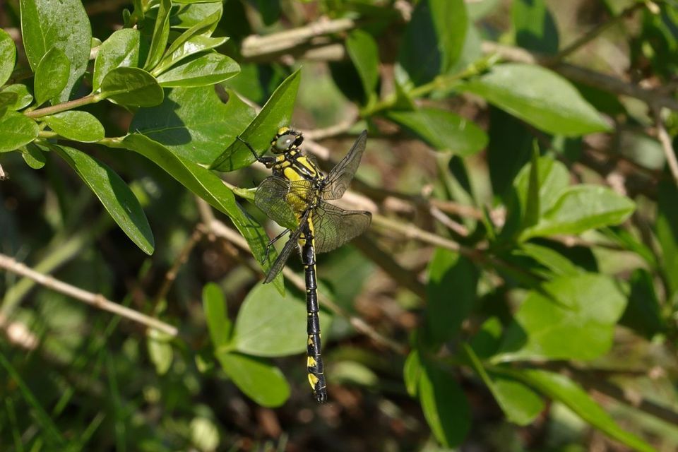 Gomphus vulgatissimus - feketelábú folyami-szitakötő
