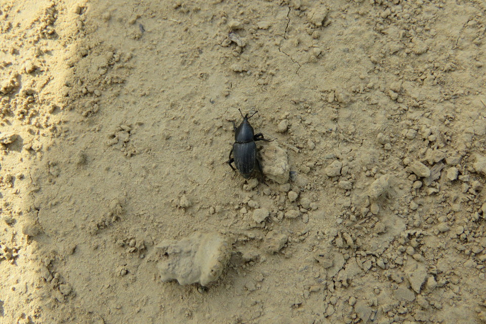 Sphenophorus striatopunctatus - mezei zsuzsok