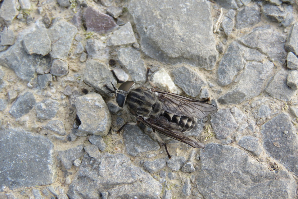 Tabanidae - böglyök