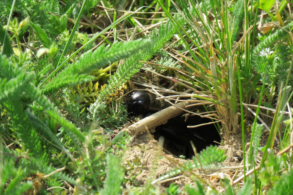 Gryllus campestris - mezei tücsök