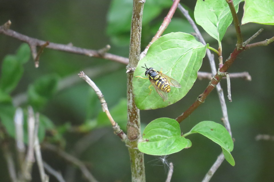Chrysotoxum