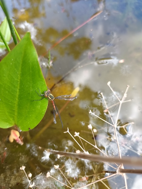 Pyrrhosoma nymphula interposita - vörös légivadász