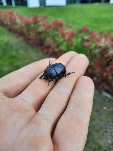 Pentodon idiota - butabogár