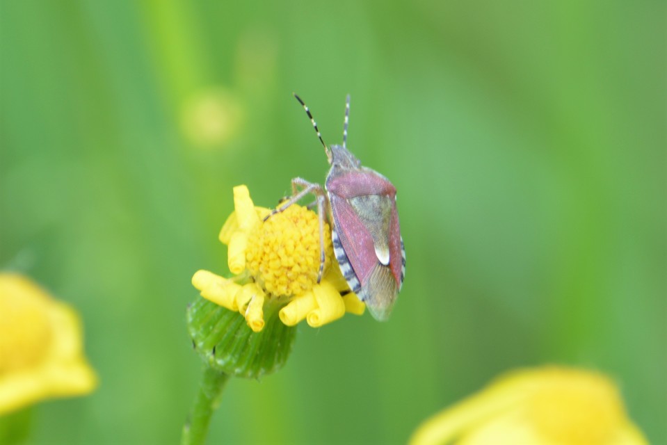 Dolycoris baccarum - közönséges bogyómászó-poloska Dolycoris baccarum - közönséges bogyómászó-poloska