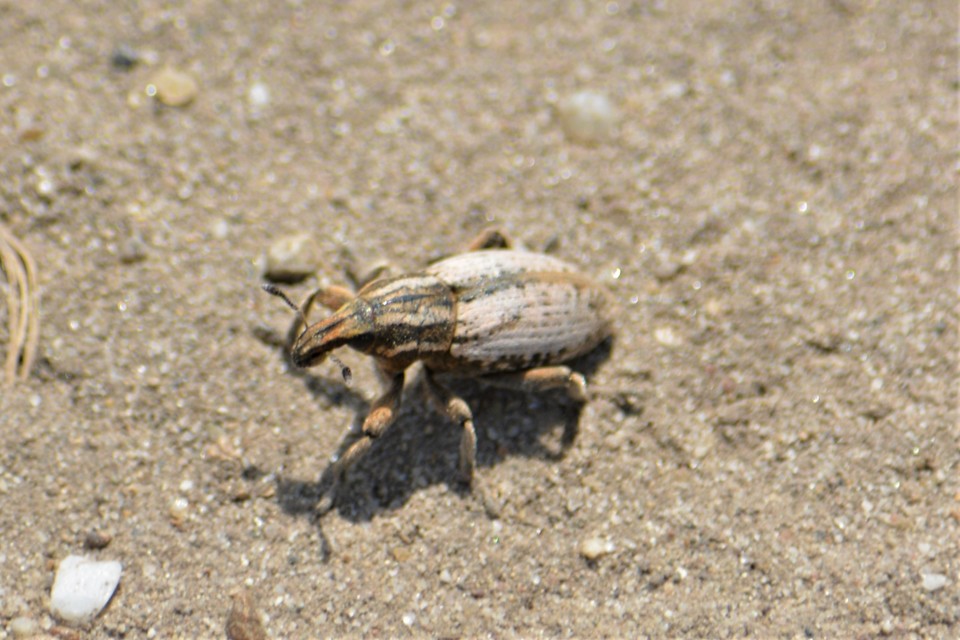 Pseudocleonus cinereus - hamvas barkó