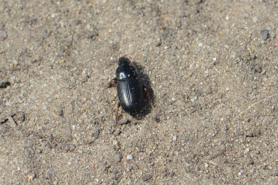 Harpalus flavicornis - sárgacsápú lomhafutó