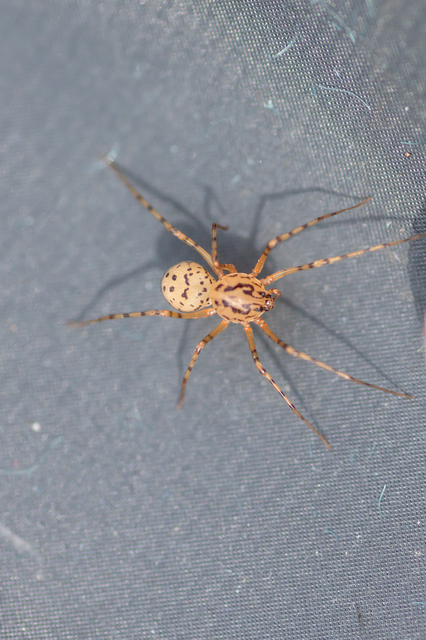 Scytodes thoracica - közönséges csupaszpók