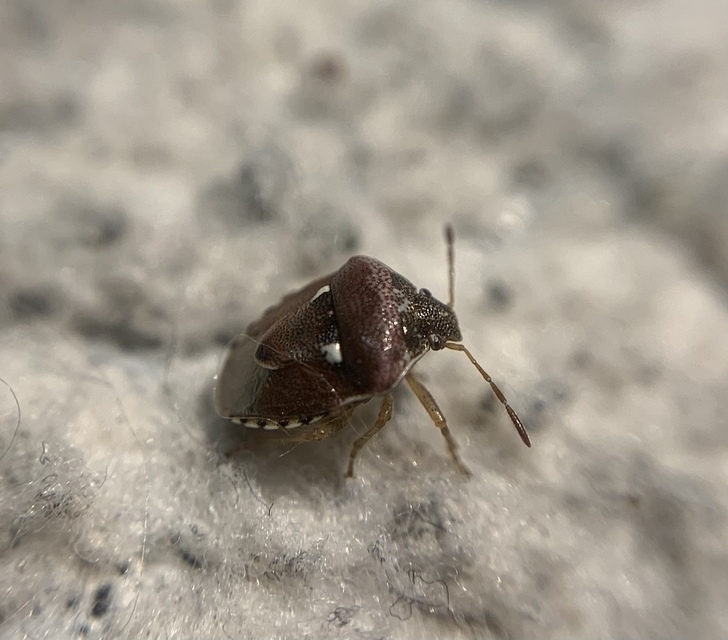 Stagonomus bipunctatus - kétpettyes címerespoloska Stagonomus bipunctatus - kétpettyes címerespoloska