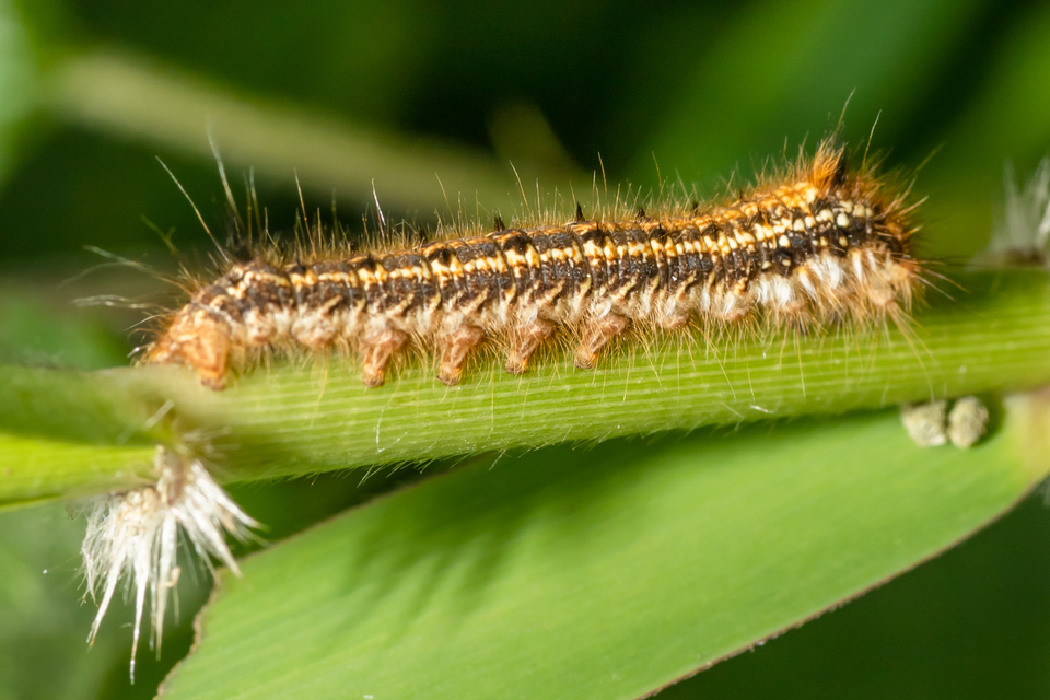 Euthrix potatoria - szomjas pohók
