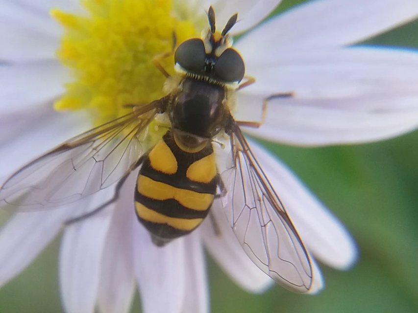 Didea fasciata - sárgafoltos lapospotrohúlégy