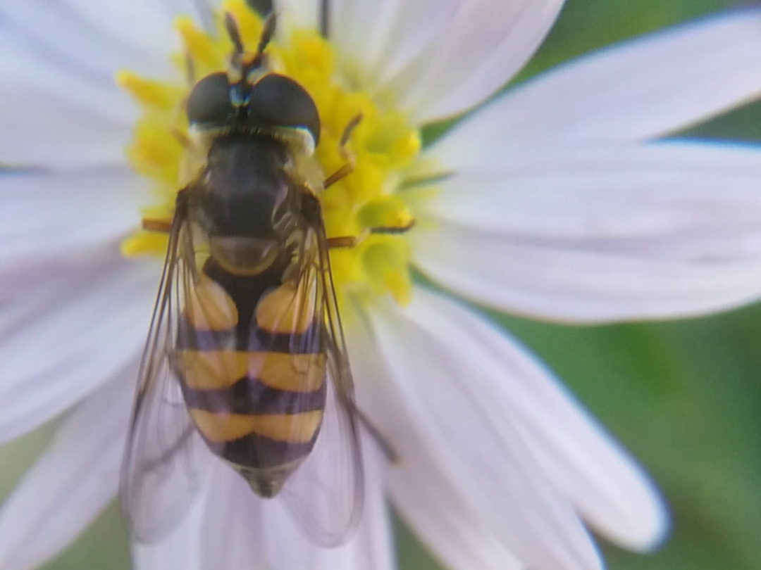 Didea fasciata - sárgafoltos lapospotrohúlégy