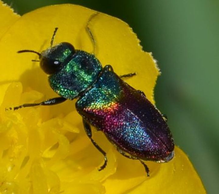 Anthaxia salicis - bíboros virágdíszbogár