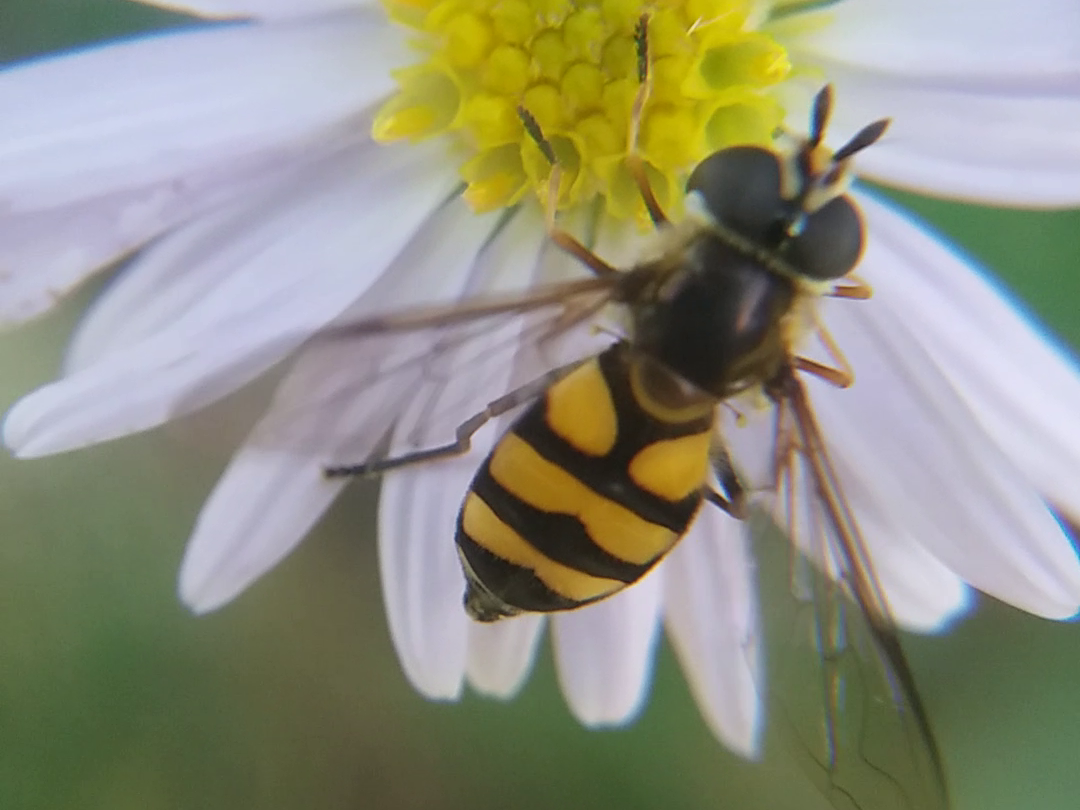 Didea fasciata - sárgafoltos lapospotrohúlégy