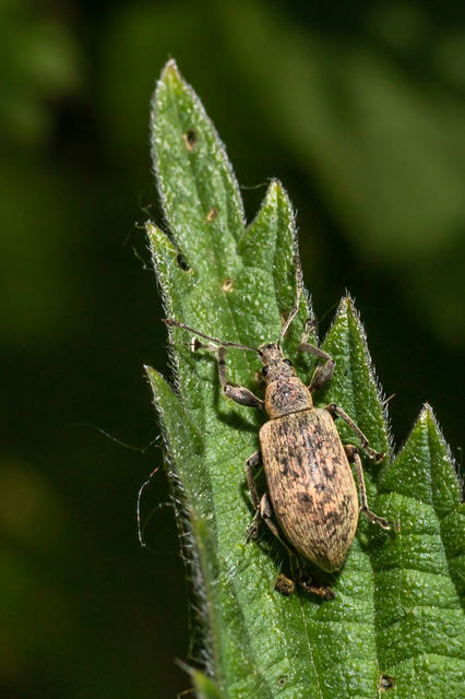 Phyllobius pomaceus - csalán-levélormányos