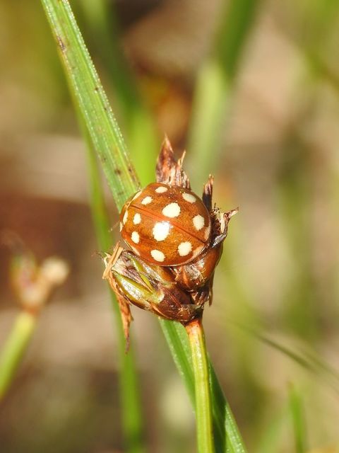 Calvia quatuordecimguttata - tizennégycseppes füsskata