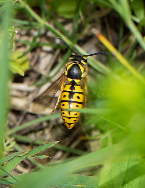 Vespula germanica - német darázs