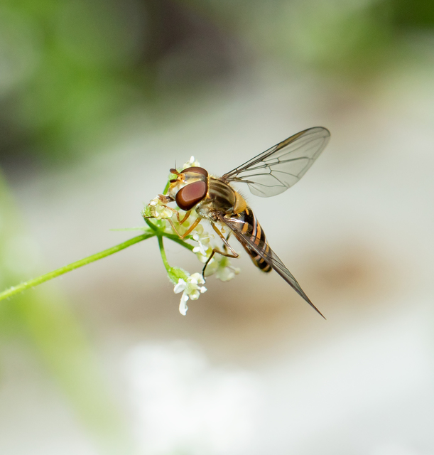 Episyrphus balteatus - ékfoltos zengőlégy