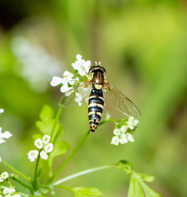 Sphaerophoria