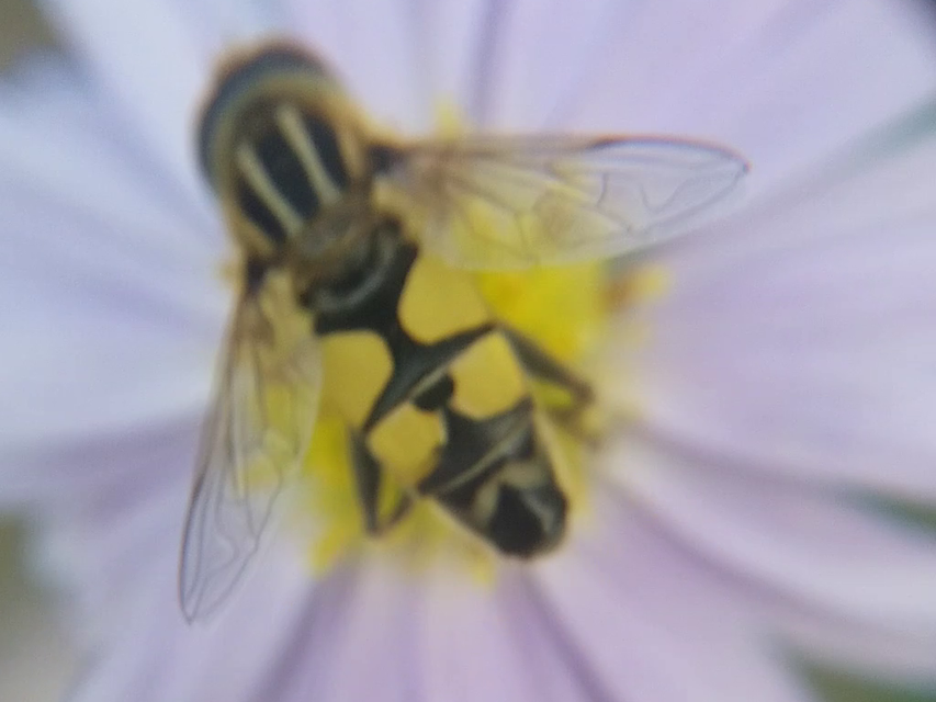 Helophilus trivittatus - nagy mocsárilégy