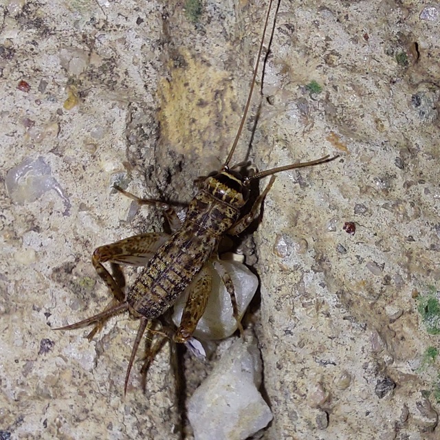 Eumodicogryllus bordigalensis - bordói tücsök