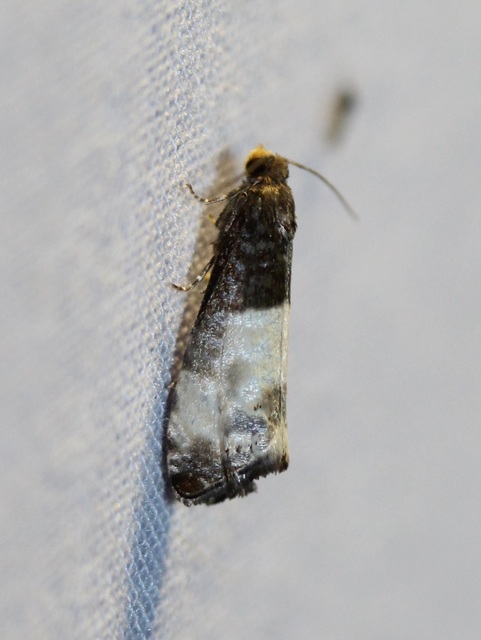 Notocelia cynosbatella - rózsahajtás-tükrösmoly