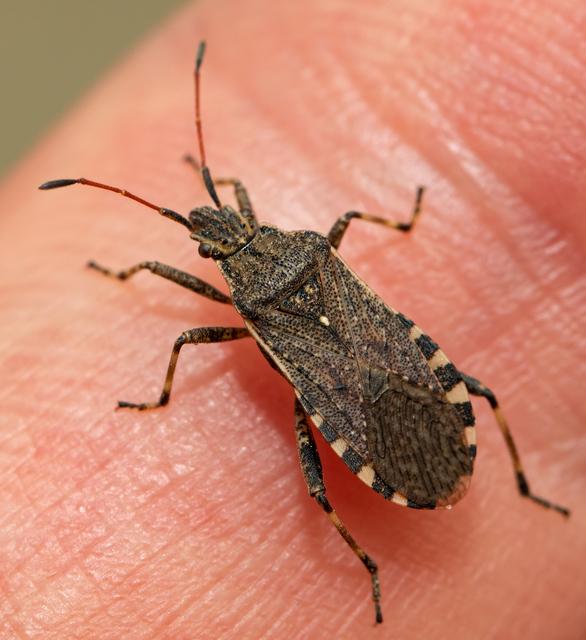 Ceraleptus gracilicornis - tüskéslábú karimáspoloska