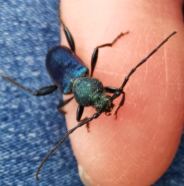 Callidium violaceum - kék korongcincér