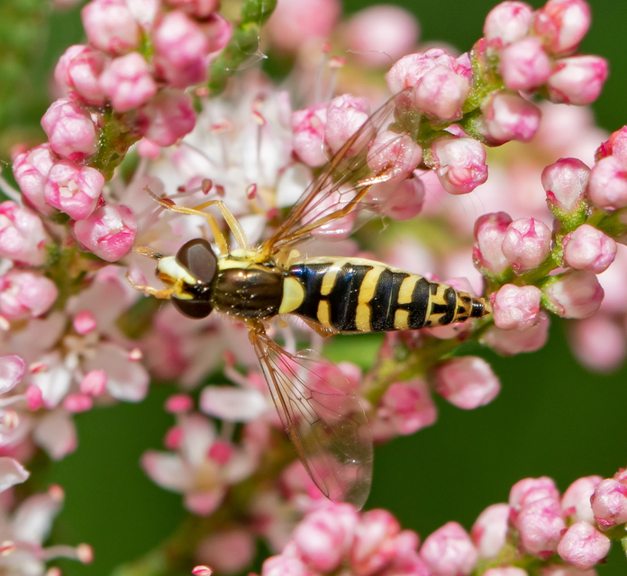 Sphaerophoria