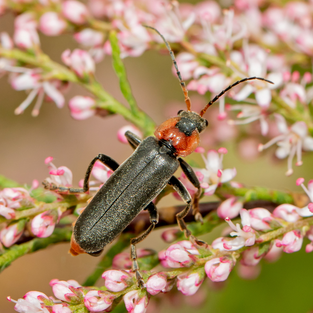 Cantharis fusca - közönséges lágybogár