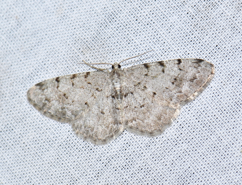 Aethalura punctulata - szürke égeraraszoló