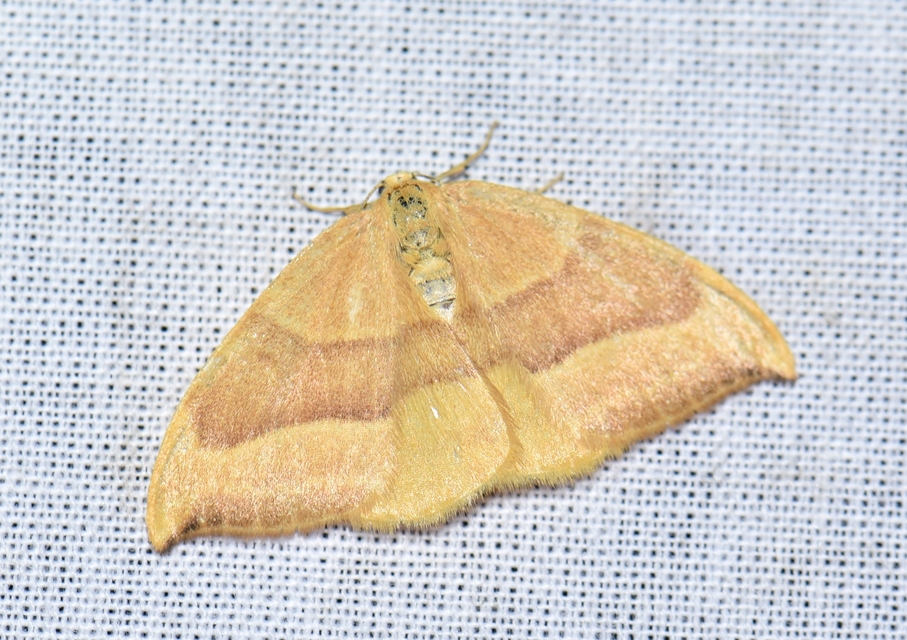 Watsonalla cultraria - bükkfa-sarlósszövő