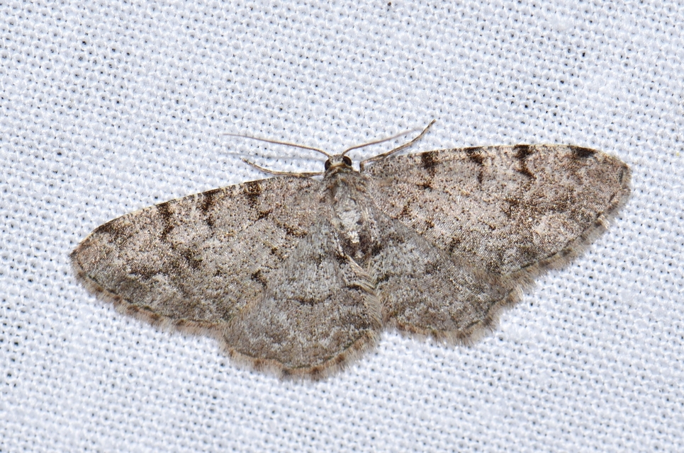 Aethalura punctulata - szürke égeraraszoló