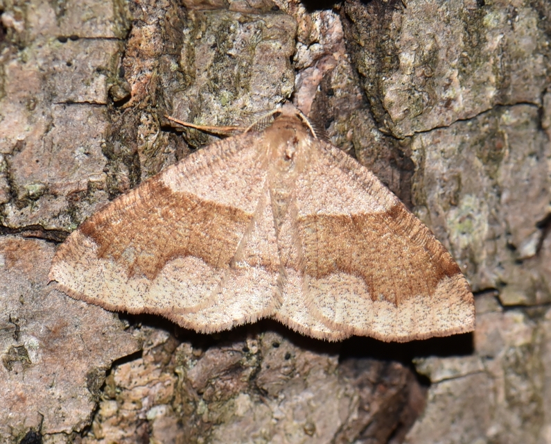 Plagodis pulveraria - szemcsés araszoló