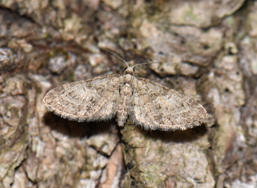 Eupithecia abbreviata - korai törpearaszoló